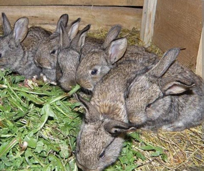 Кролики продаются