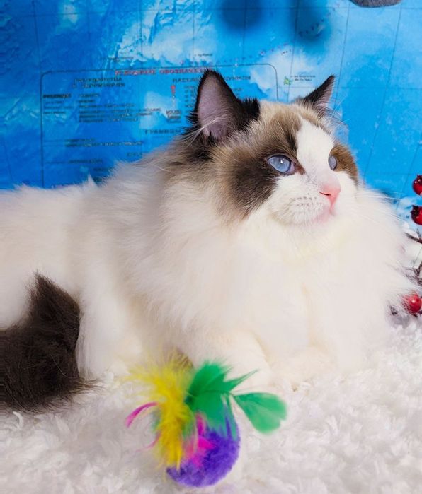 Привозные РЕГДОЛЛЫ!!