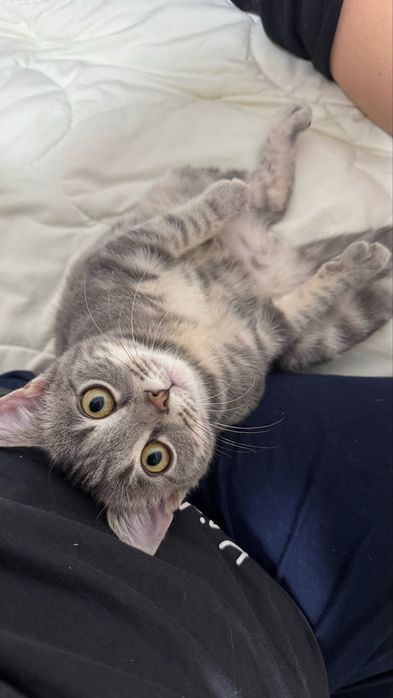 Котенок скоттиш 5 мес