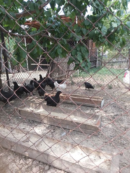 Продаю петухи джерси