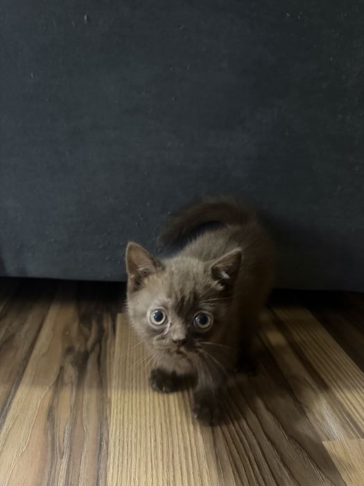 Котенок шотландский