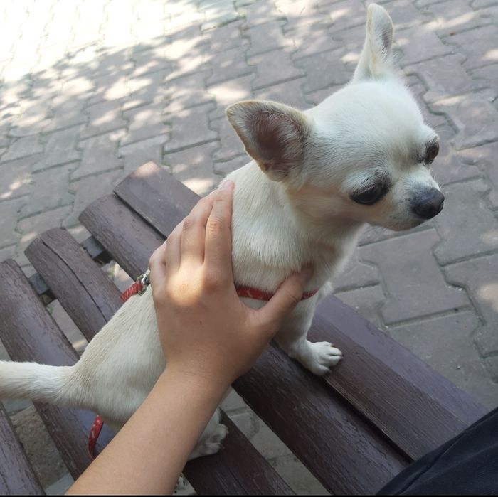 Собака породы чихуахуа мини