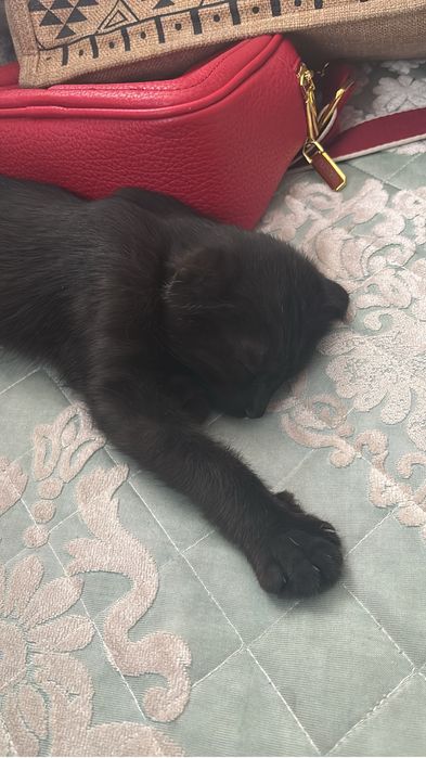 Котенок веслоухий шотладский