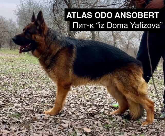 Немецкая овчарка