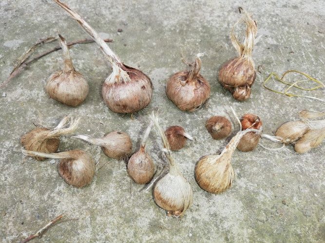 Луковици шафран микс