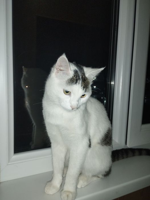 Возраст 7 месяцев кличка: Муся