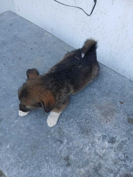 Căței de 2 luni de vânzare