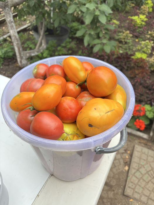 Продам дачные помидоры