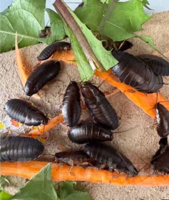 Мраморные тараканы