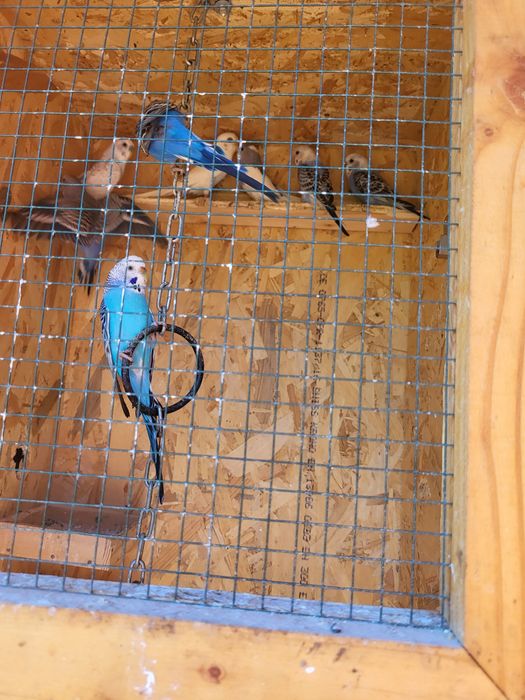 Vând papagali și canari