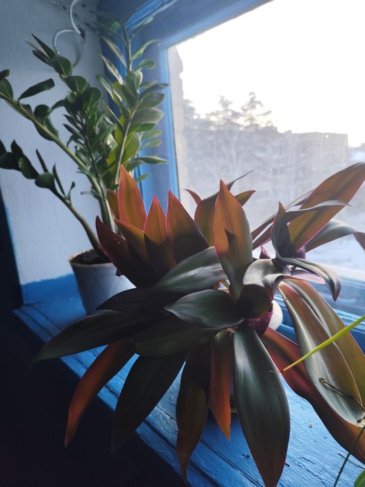 Цветы замиокулькас