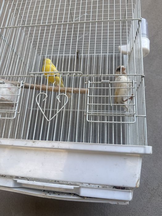 Kanareka va boshqa qushlar bor
