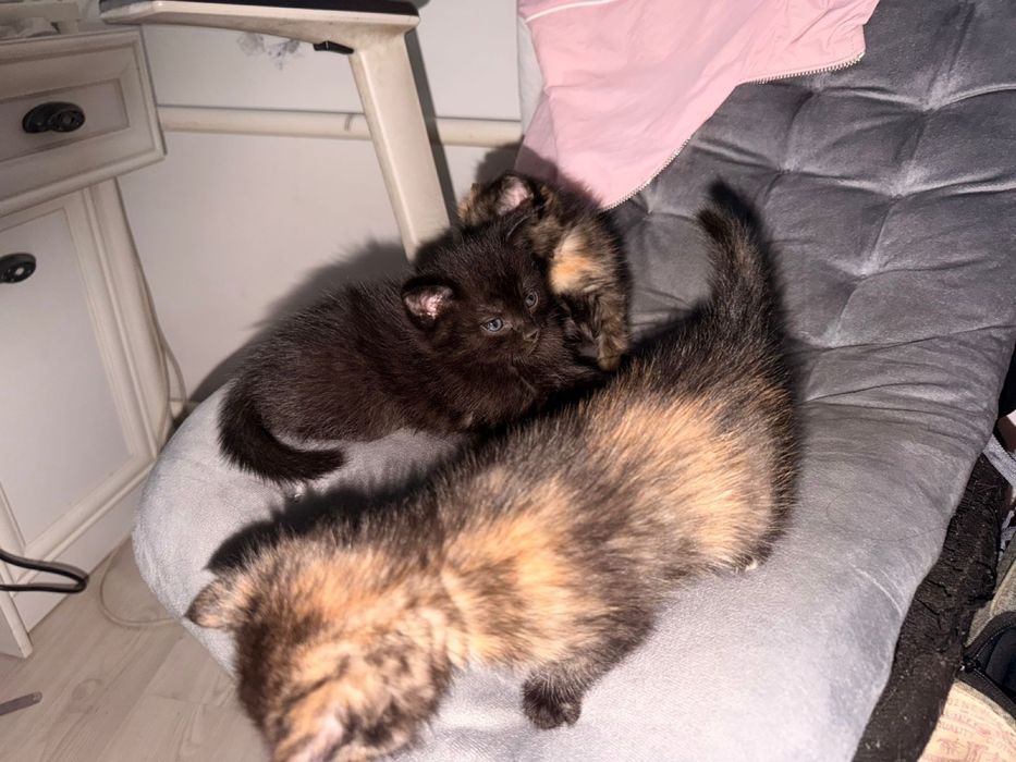 три котеночка в добрые руки