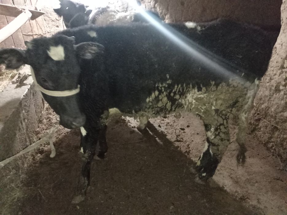 Согым Тайнша телка