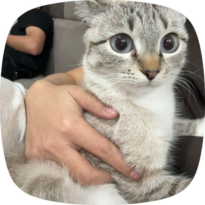 Отдам кошечку Лилю в добрые руки