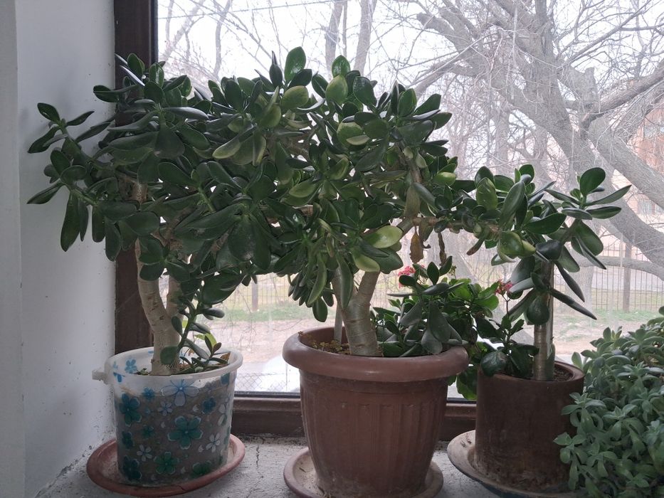 Продаются цветы денежное дерево от 100тыс. до 300тыс.