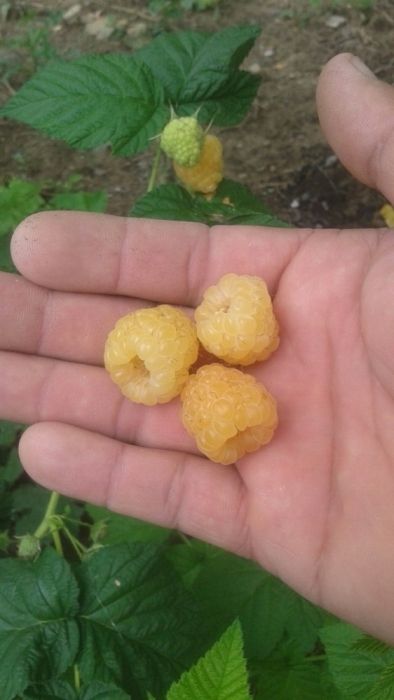 Сарик малина меваларини чет-элларга экспорт киламиз кучатлари хам бор.