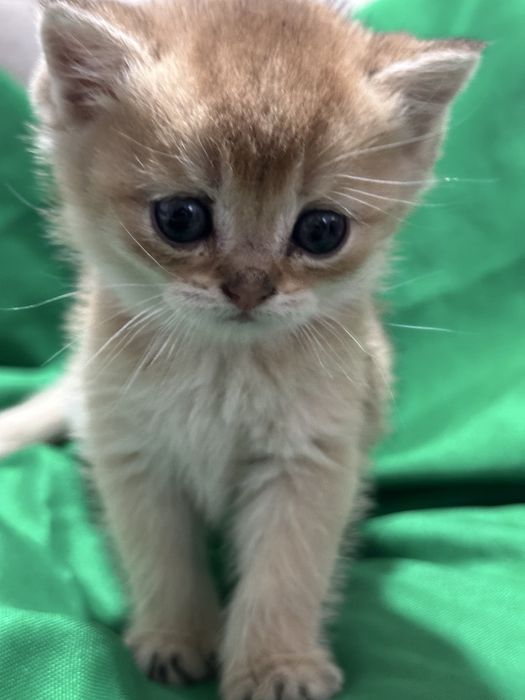 Золотой шиншила