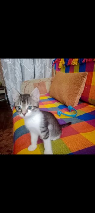 Катенкий  1.5 месяца