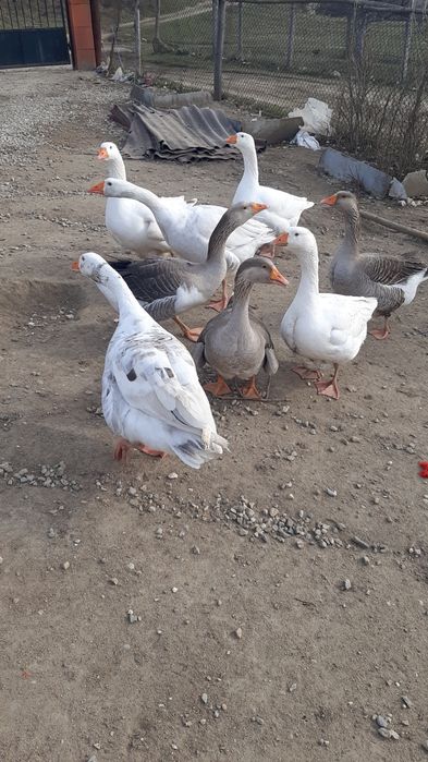 Prodavam  mladi gaski i mladi misiri