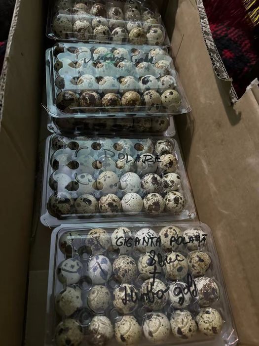 Prepelițe, oua și carne