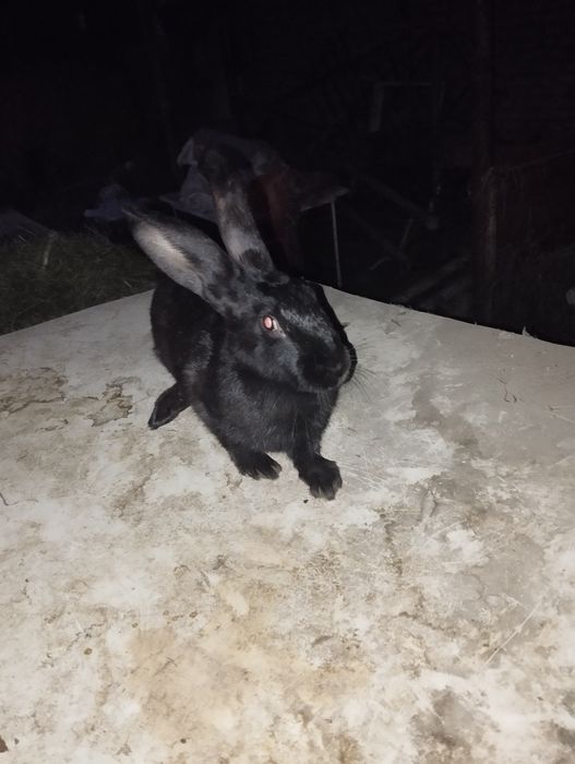 Quyon sotiladi moda bõĝoz