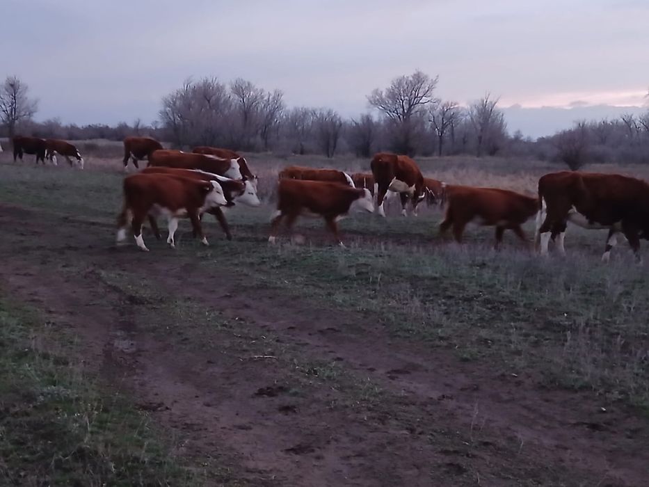 Продаются Бычки телята