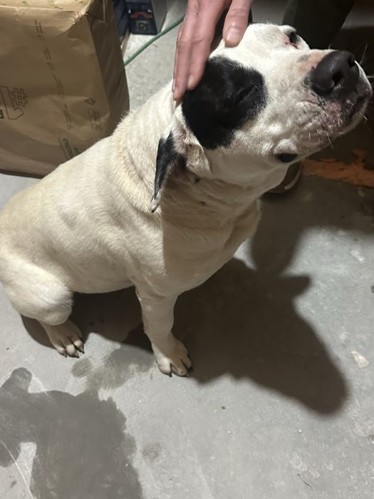 Подарява се стафордширски териер