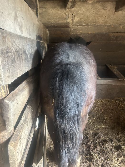 2 Mânzi de vânzare