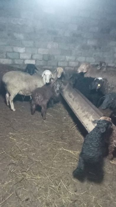 Продам баран находятся в черте города