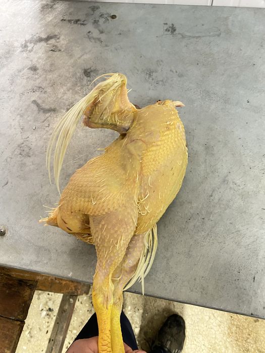 Куры,Бройлеры,Мясо