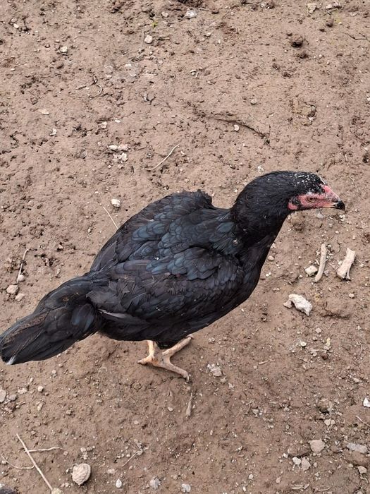 Бойцовая курица.