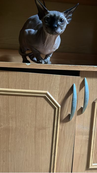Продам сфинкса канадского