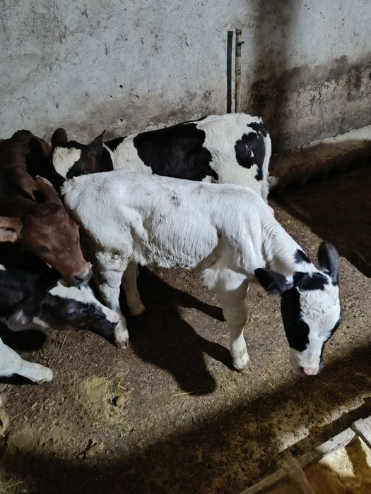 de vânzare 6 viței de rasa