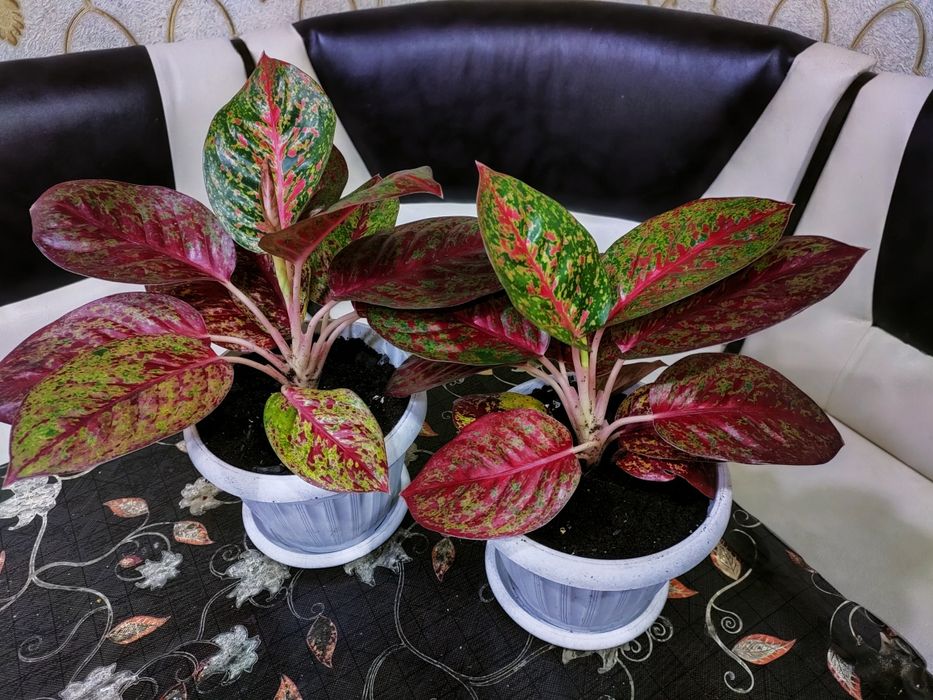 Комнатные растения. доставка