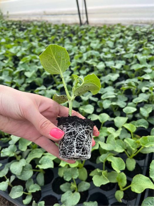 Разсад пъпеш и диня