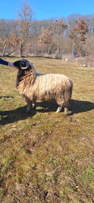 Berbec tanar de un an