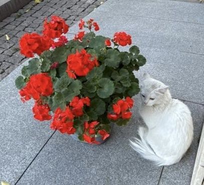 Белый кот турецкая ангора