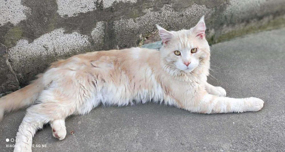 Котенца  Мейн кун