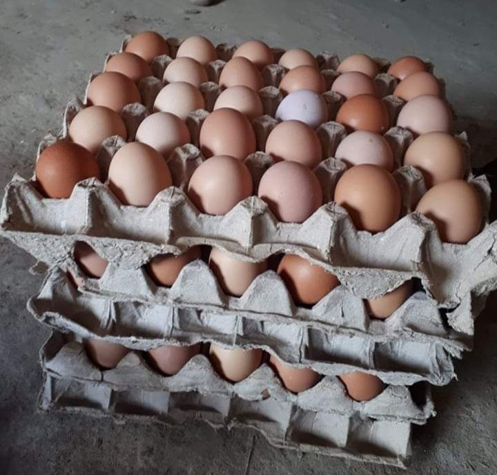 Разплодни/оплодени яйца Ломан Браун носачки