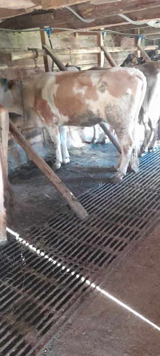 Vaca cu lapte ….