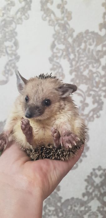 Ёжики подростки 3500