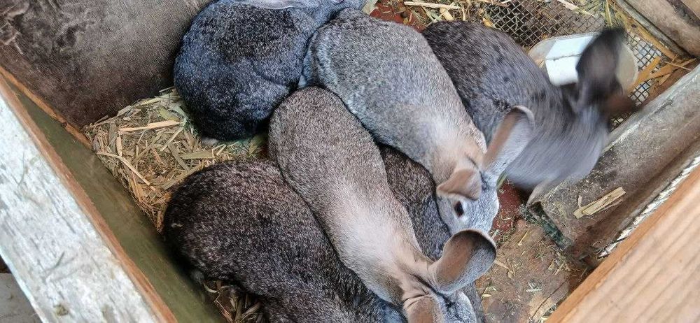 кролики + клетки