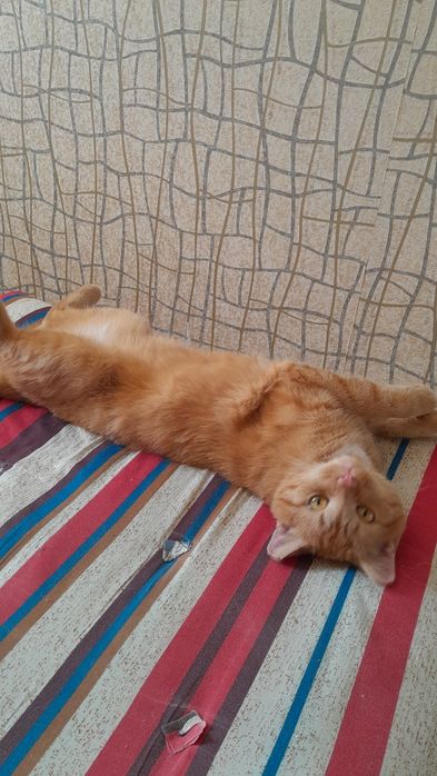 Отдаём рыжего котика