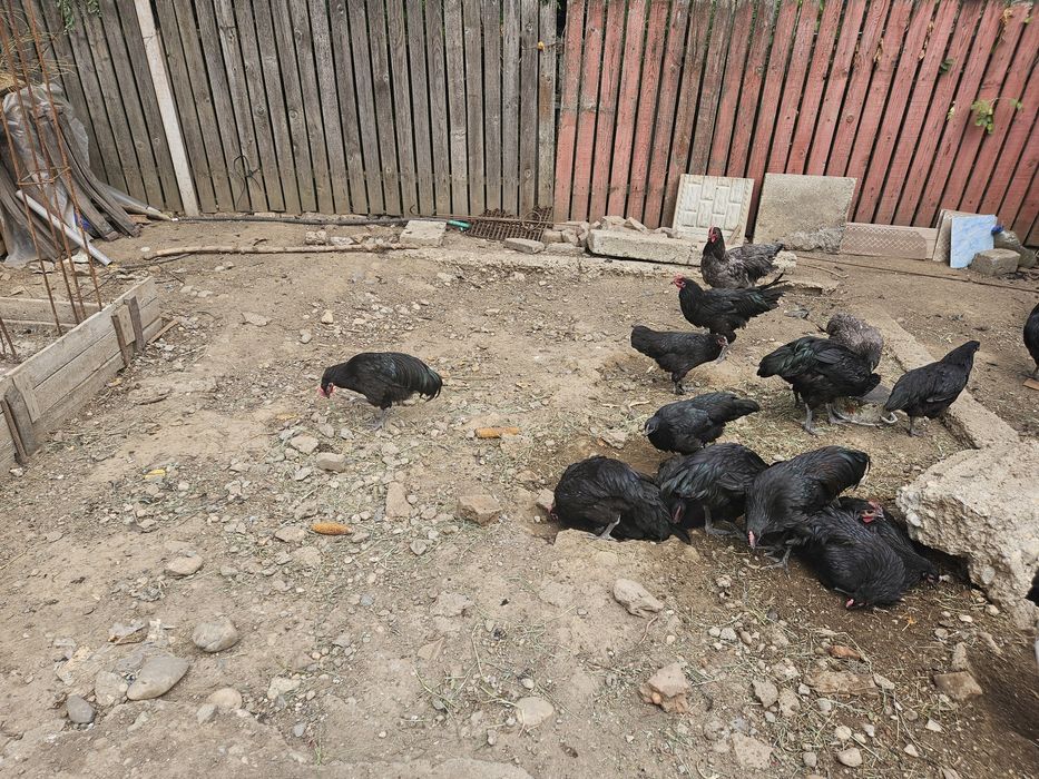 Cocosi si gaini australorp 4 luni