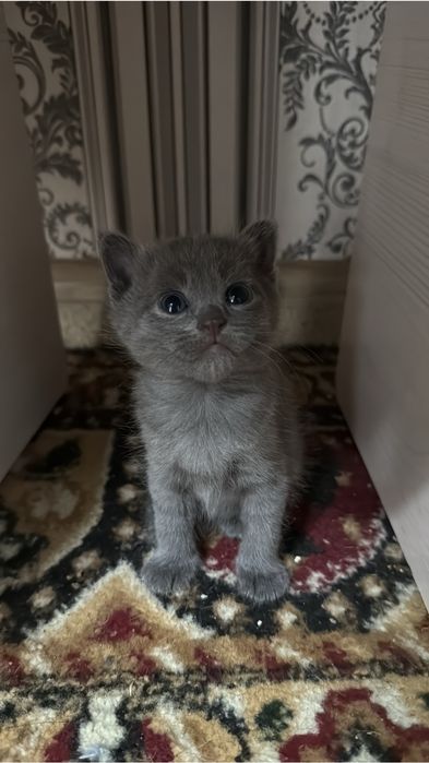 одам на хорошие руки