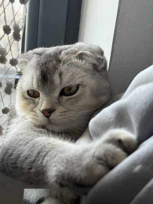 Срочно продается кот Скоттиш Фолд