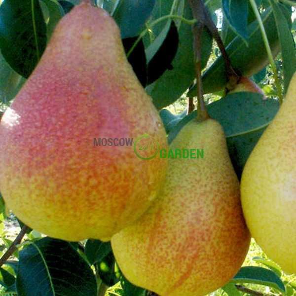 Саженцы плодовых деревьев