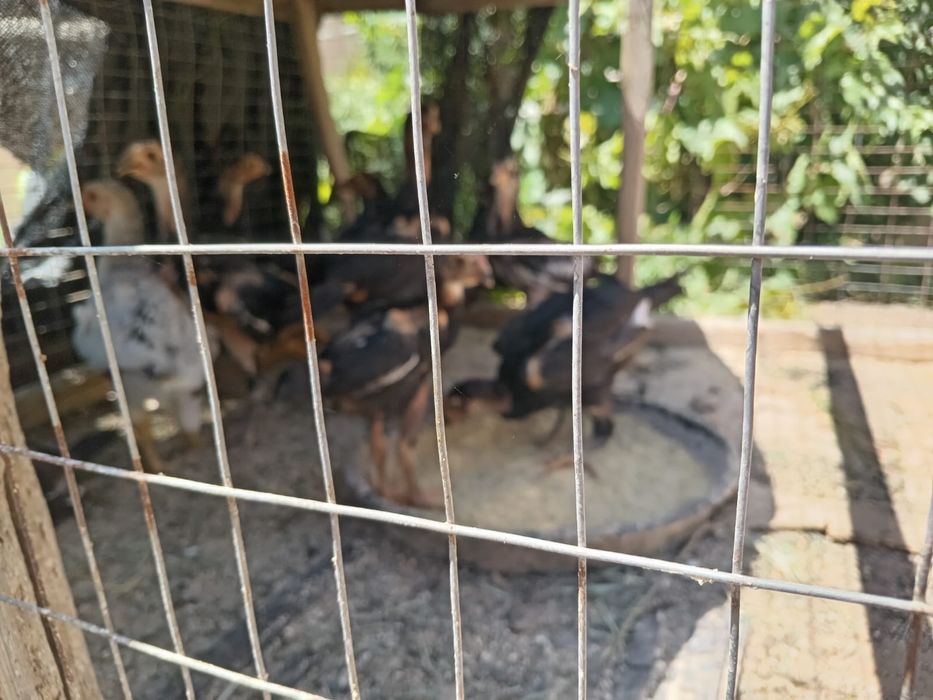 Дакан боец шөжелер сатылады