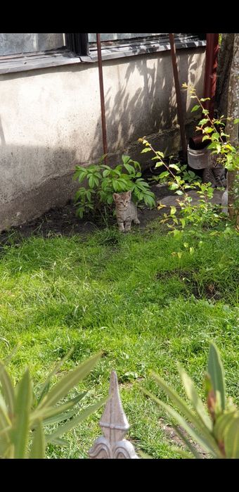 Donez pui de pisica